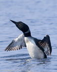 Wildlife